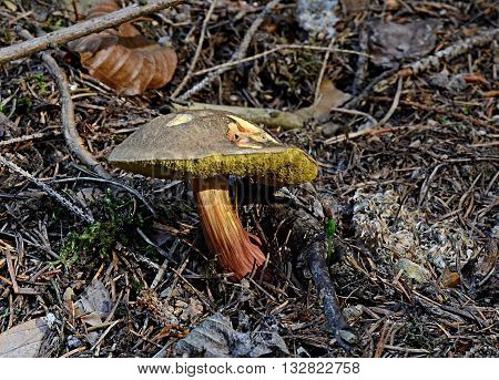 Boletus chrysenteron on natural habitat late spring photo
