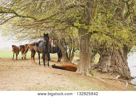 a herd of horses resting in the shade of the trees near the river on a summer day