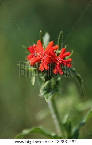 Lichnis chalcedonica , red flower in the garden