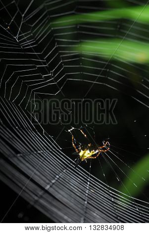 Spider arachnid sits in its lair on black background