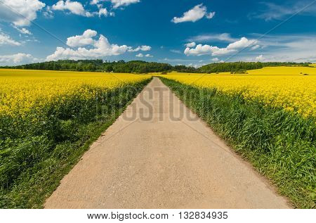 Scenic Summer Road Through the Yellow Flowering Rapeseed Fields.