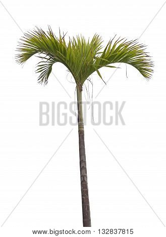 Tropical palm tree isolated on white background