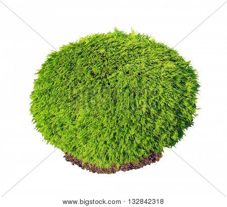 Thuja occidentalis Selena green bush isolated on white background.
