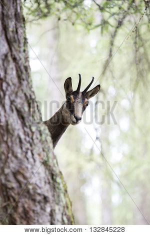 Chamois Behind The Trunk Of A Tree