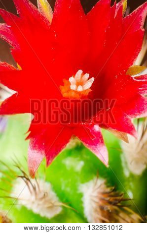 a red blooming cactus flower macro closeup