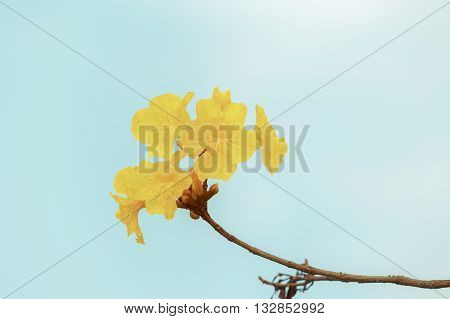 Yellow Tabebuia Flower Blossom