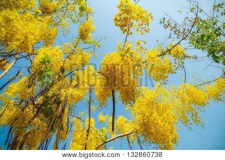 Golden shower flower uper view background and wallpaper