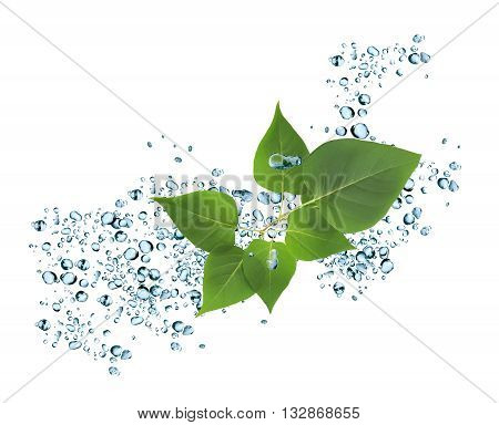 Nice backgroundr made from splashing water and twig of green leaves