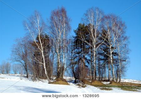 Alberi