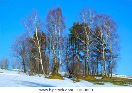 Alberi