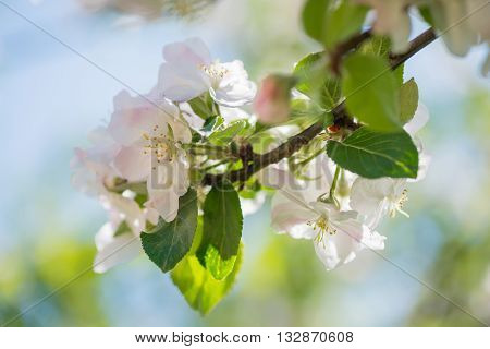 Macro shot of blooming apple tree over blurred background