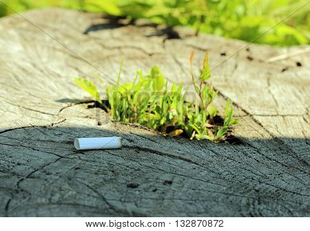 stub of cigarette are lying on a tree stump germinating