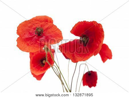 Red Poppy Isolated