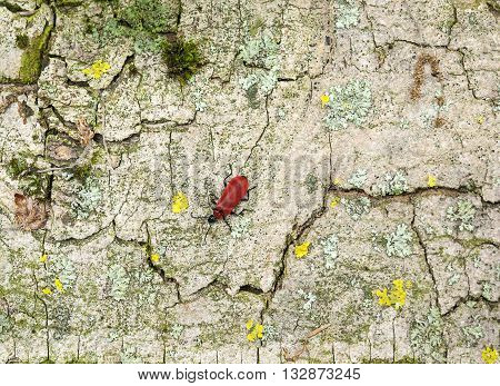 Cardinal beetle on multicolored bark surface seen from above