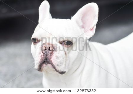 a white French bulldog in blur background