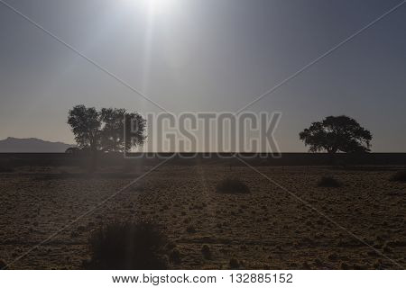 evening ambience in the desert Namibia, Africa