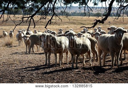 Flock of sheeps are very curious on the field