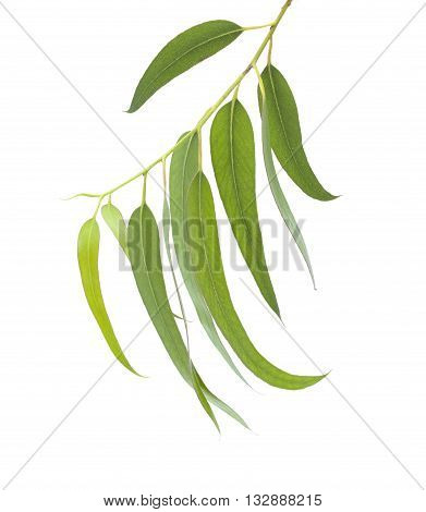 Fresh Eucalyptus Leaves