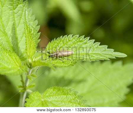 golden-bloomed grey longhorn beetle un a green leaf in sunny ambiance