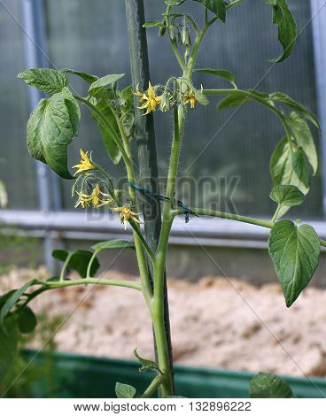 Blooming tomato plant and bud in a greenhouse