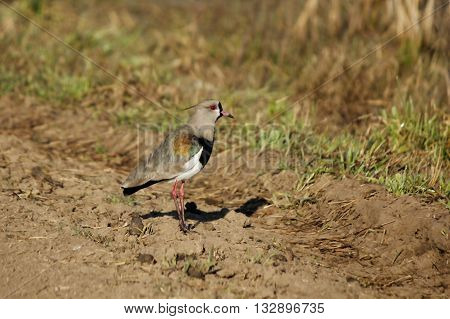 Tero on a street in field is a very high-pitched bird sound gives you the name is territorial and combative to defending its nest