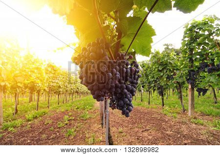 Photo of red grapes lit by sun