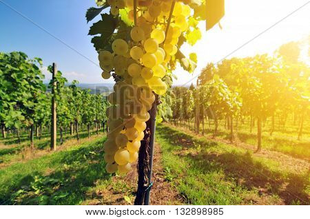 Photo of white grapes lit by sun