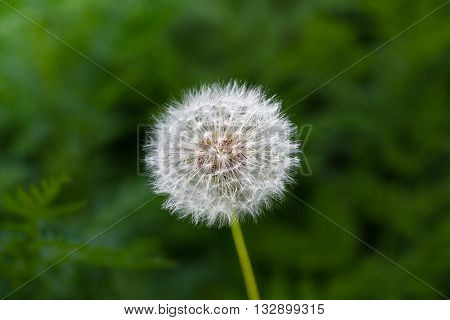 Dandelion on background green grass in summer day