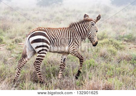 A mountain zebra foal Equus zebra zebra walking in misty conditions near Cradock in South Africa