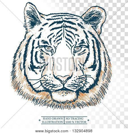 Tiger portrait isolated on white hand drawn vector illustration