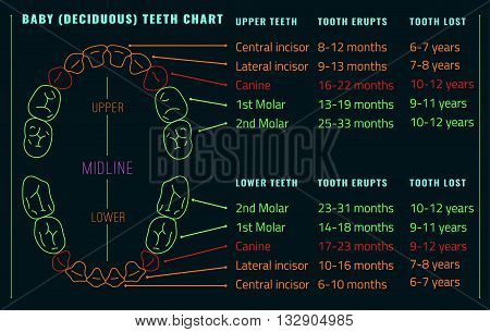 Baby prelimanary tooth arrival chart. Vector illustration. Editable image in neon colors on a black background. Children teeth infographic. Health dental care design. Poster or leaflet template