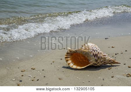 Shell in the sand on the beach