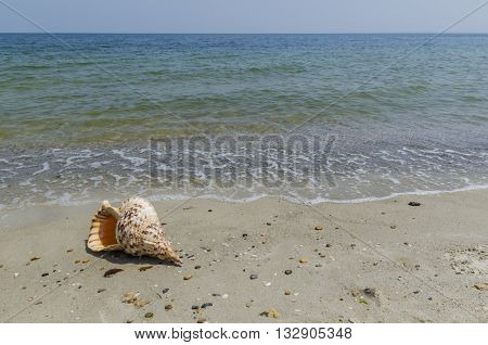 Shell in the sand on the beach