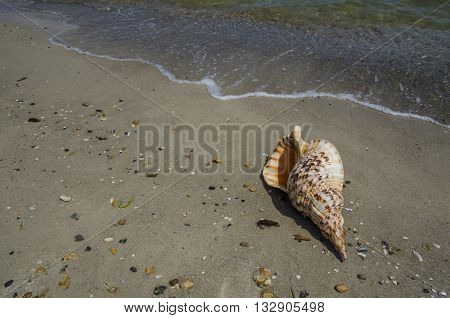 Shell in the sand on the beach