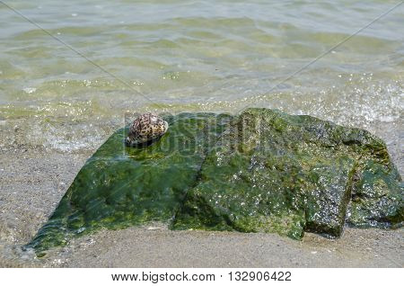 Shell Cypraea Tigris on a rock by the sea