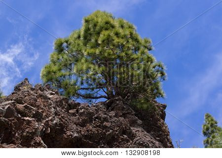 Forest of Pinus canariensis. Pine trees in Tenerife, road Pinolere to Teide