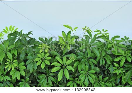 Green shrubs planted on the wall in the background as well as beautiful.