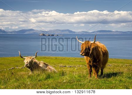 Highland Cattle with sea and islands in background Isle of Skye Scotland