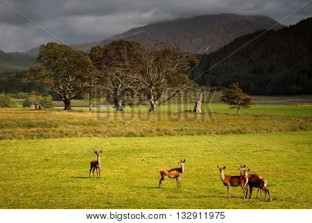 Red deers flock on green meadow with trees and mountains in background Highlands Scotland