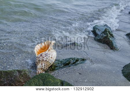 Shell in the sand on the beach with rocks