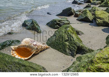 Shell in the sand on the beach with rocks
