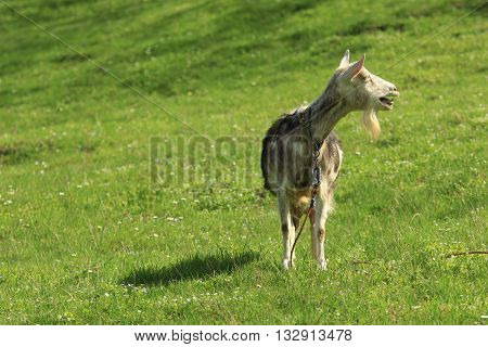 domestic goat stands on a green grass and bleats