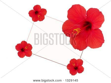  Hibisco de flores ao redor de um cartão branco
