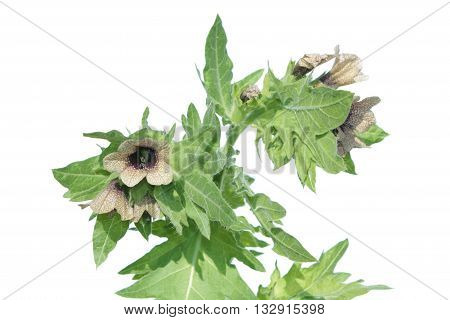 Black henbane (Hyoscyamus niger) isolated on white background. Henbane poisonous plant with flowers. Flowering henbane