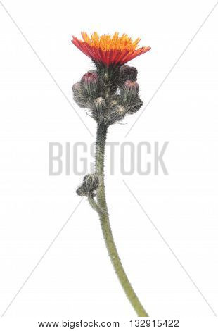 Orange Hawkweed flower isolated on white background