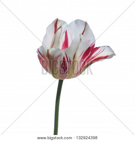 Viridiflora red and white tulip isolated on white background