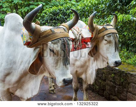 Costa Rican Ox towing a traditional coffee cart