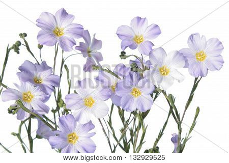 Blue flax flower isolated on white background. Flowering flax plant on white background