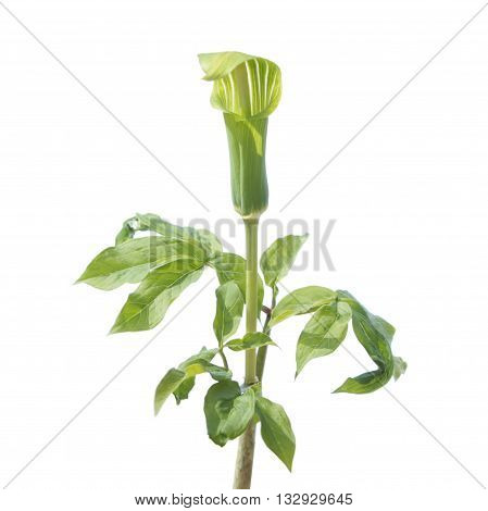 Arisaema isolated on white background. Arisaema robustum - medicinal plant on white background