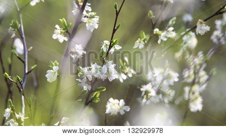Branches of a blossoming fruit tree with white flowers at sunny spring day